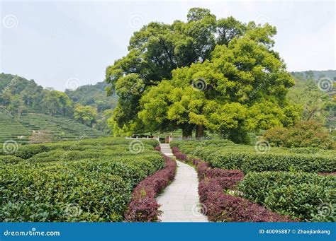 如何製作楓香茶?楓香樹葉在中國傳統醫學中被視為一種具有特殊療效的草藥。